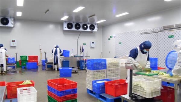 东营市东营区 单日最大产能25-30吨 “净菜工厂”保障市民“菜篮子”